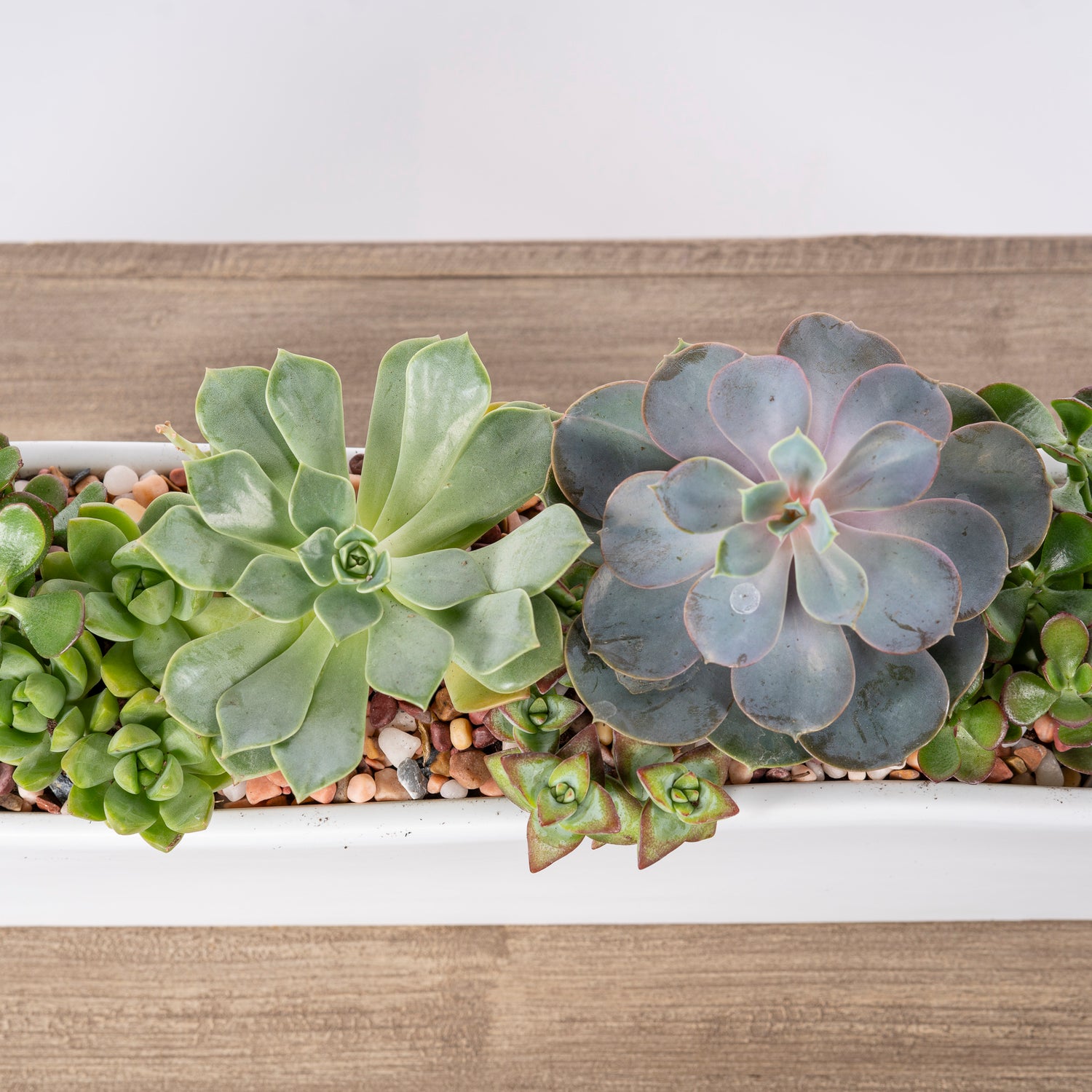 Whether you're looking to add a touch of greenery to your home or give a thoughtful, living gift, this succulent arrangement offers a stylish, stress-free way to connect with nature. Atlanta flower delivery