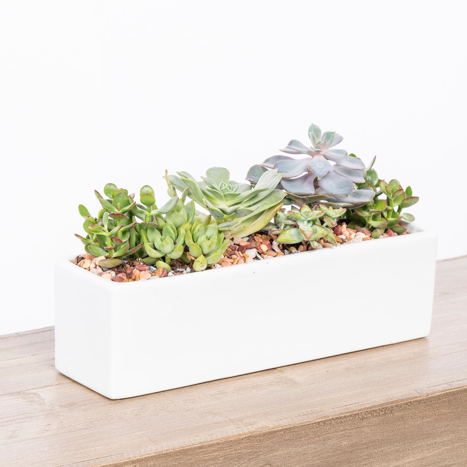 Whether you're looking to add a touch of greenery to your home or give a thoughtful, living gift, this succulent arrangement offers a stylish, stress-free way to connect with nature. Atlanta flower delivery