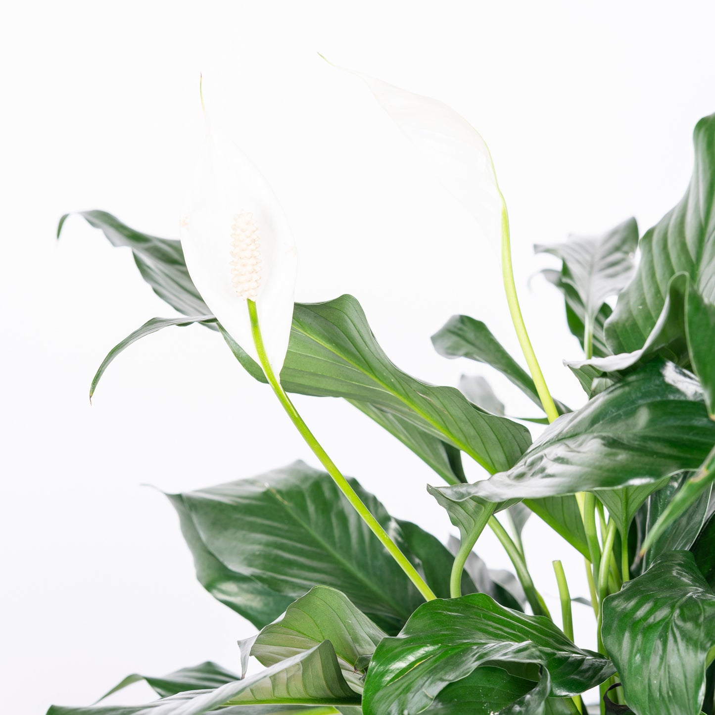 8" Peace Lily