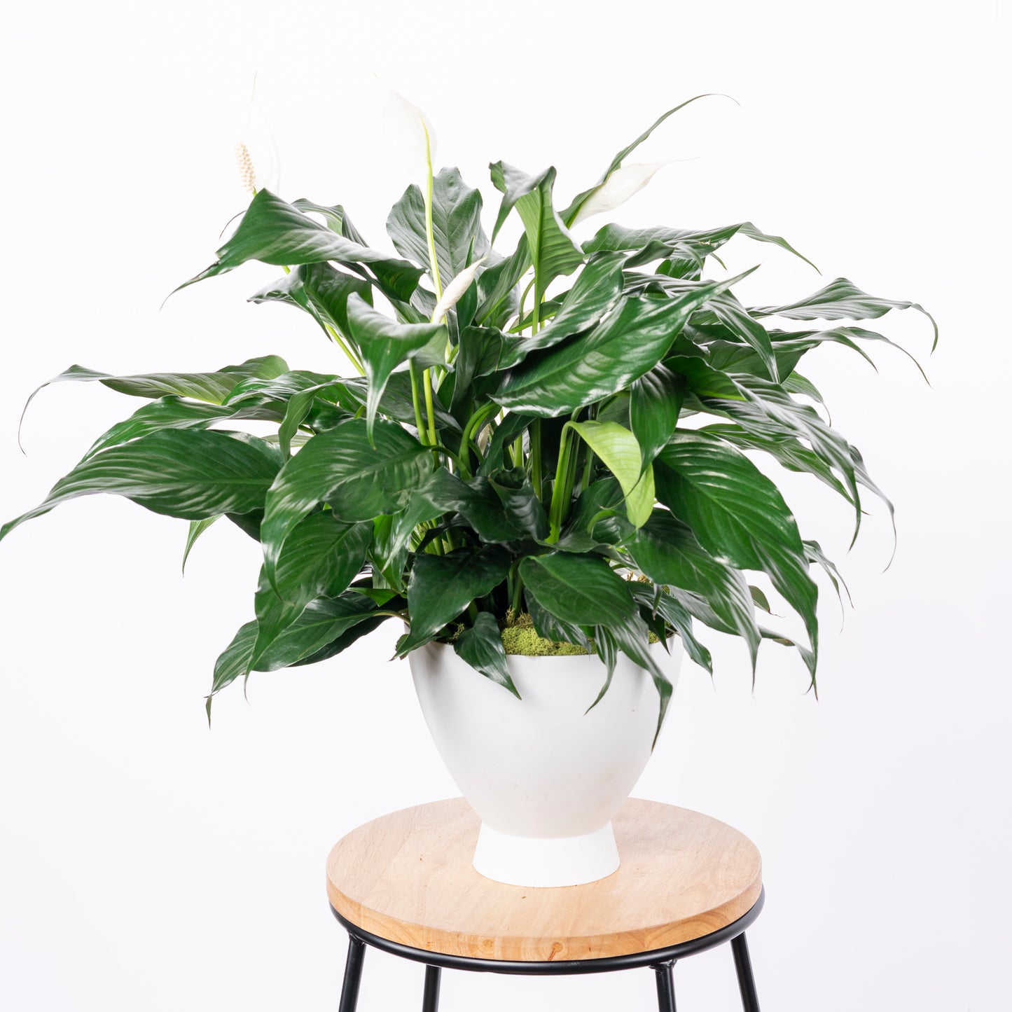 8" Peace Lily