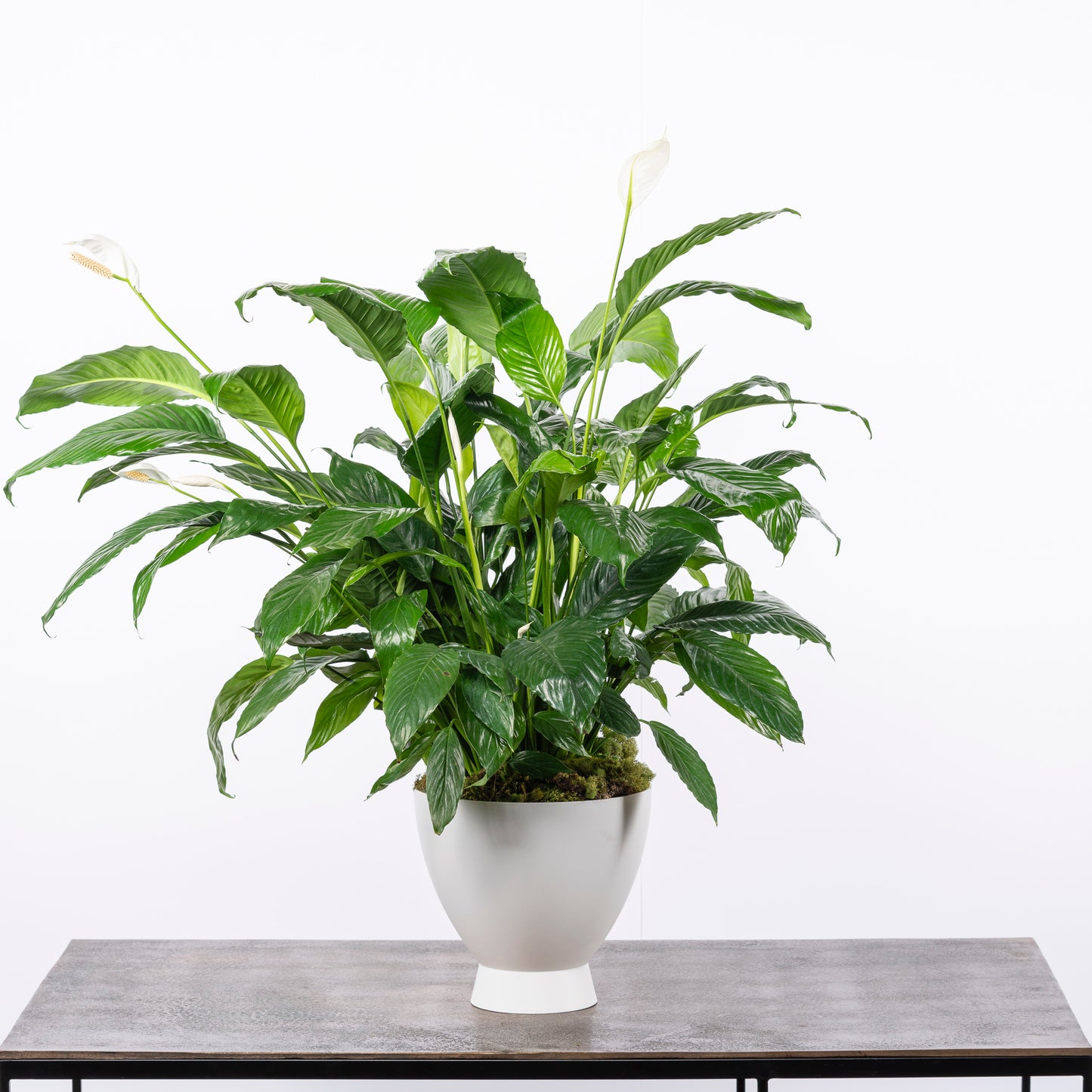 8" Peace Lily