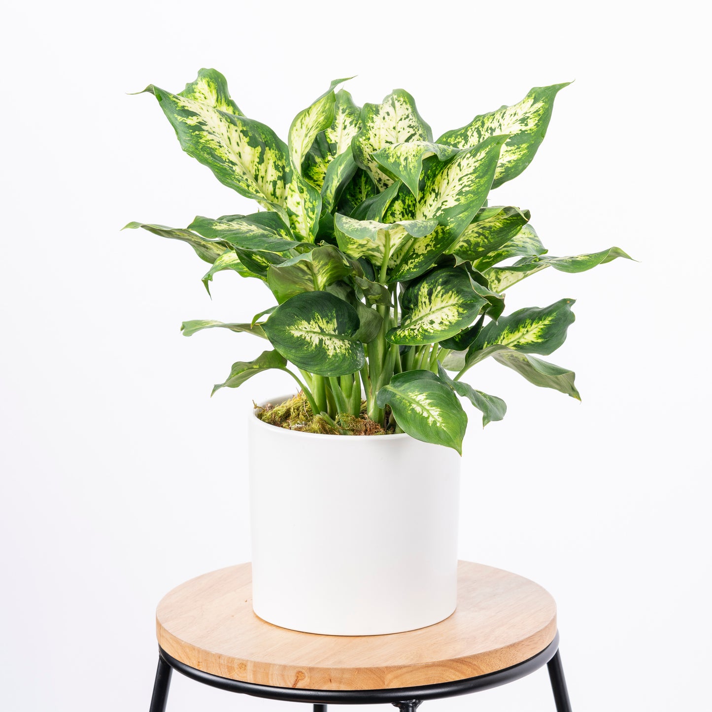 Dieffenbachia, also known by its common name “dumb cane plant,” is a captivating and popular houseplant that originates from the rich soils and warm climates of South America and the West Indies in the Caribbean. Atlanta flower delivery