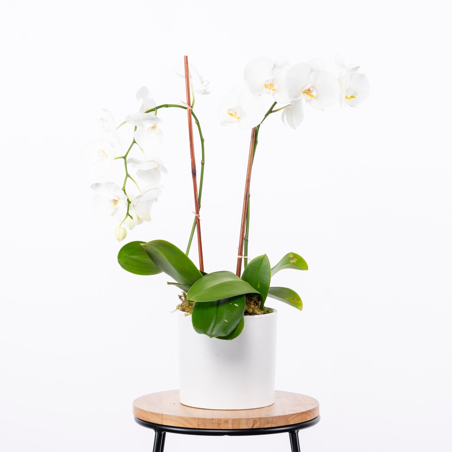 In addition to its aesthetic appeal, the double white orchid is known for its air-purifying qualities, making it a beautiful and functional addition to your surroundings. Its low-maintenance nature makes it a practical choice for both seasoned plant lovers and beginners. Atlanta flower delivery.