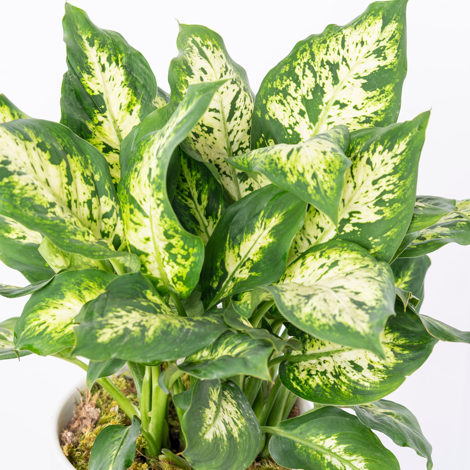 Dieffenbachia, also known by its common name “dumb cane plant,” is a captivating and popular houseplant that originates from the rich soils and warm climates of South America and the West Indies in the Caribbean. Atlanta flower delivery