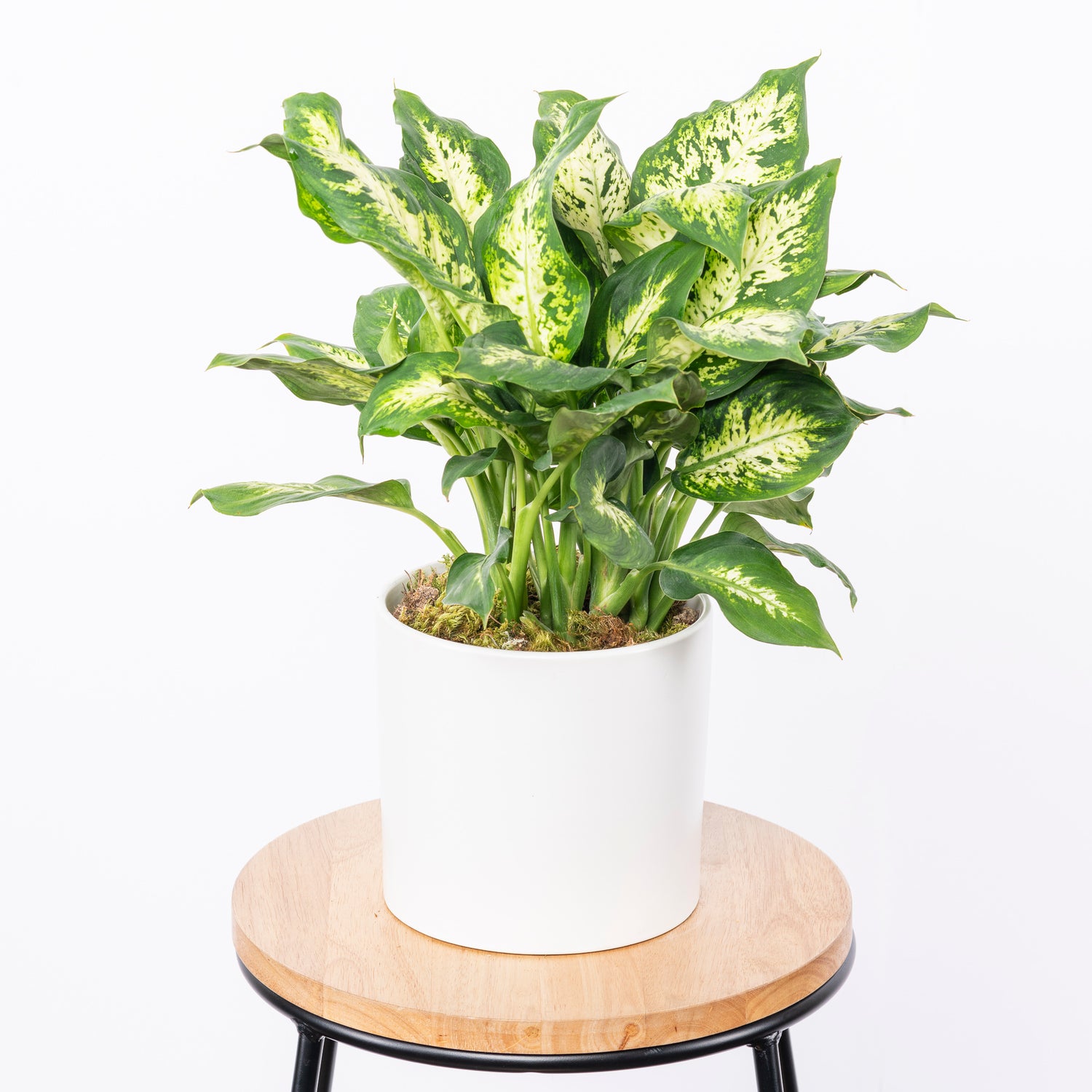 Dieffenbachia, also known by its common name “dumb cane plant,” is a captivating and popular houseplant that originates from the rich soils and warm climates of South America and the West Indies in the Caribbean. Atlanta flower delivery