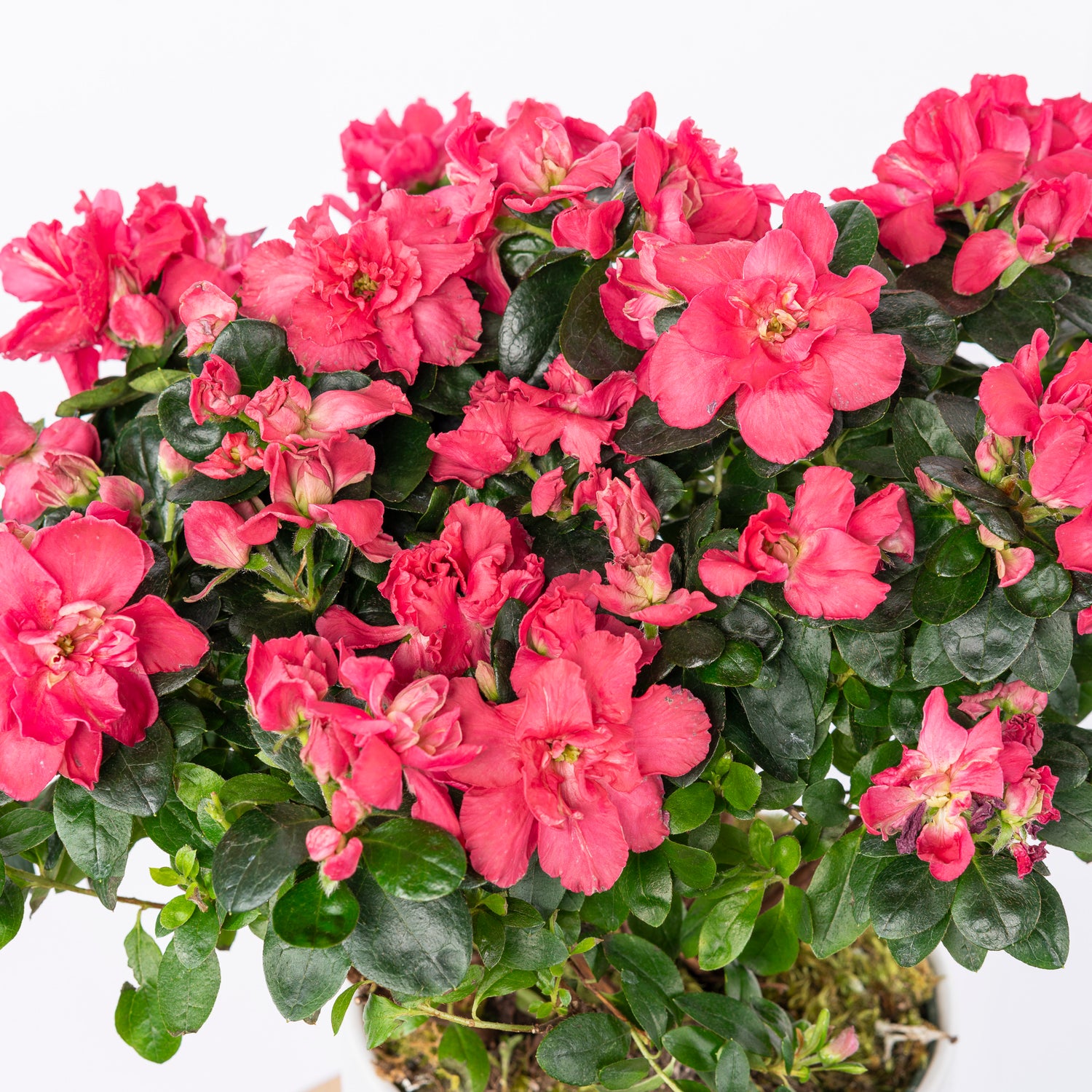 The pink Azalea house plant is a vibrant and charming addition to any home, with its lush green leaves and clusters of bright pink blossoms. Its cheerful pink flowers symbolize abundance, love, and passion, making it a perfect choice for special occasions or simply to bring a touch of joy into everyday life. Atlanta flower delivery