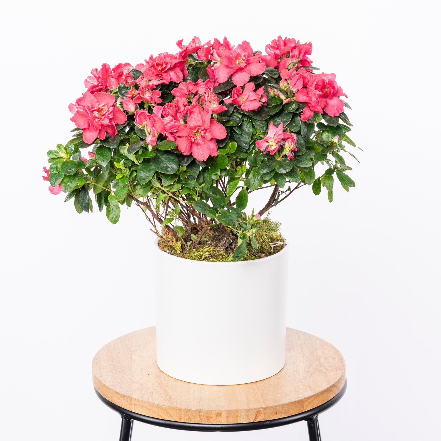 The pink Azalea house plant is a vibrant and charming addition to any home, with its lush green leaves and clusters of bright pink blossoms. Its cheerful pink flowers symbolize abundance, love, and passion, making it a perfect choice for special occasions or simply to bring a touch of joy into everyday life. Atlanta flower delivery