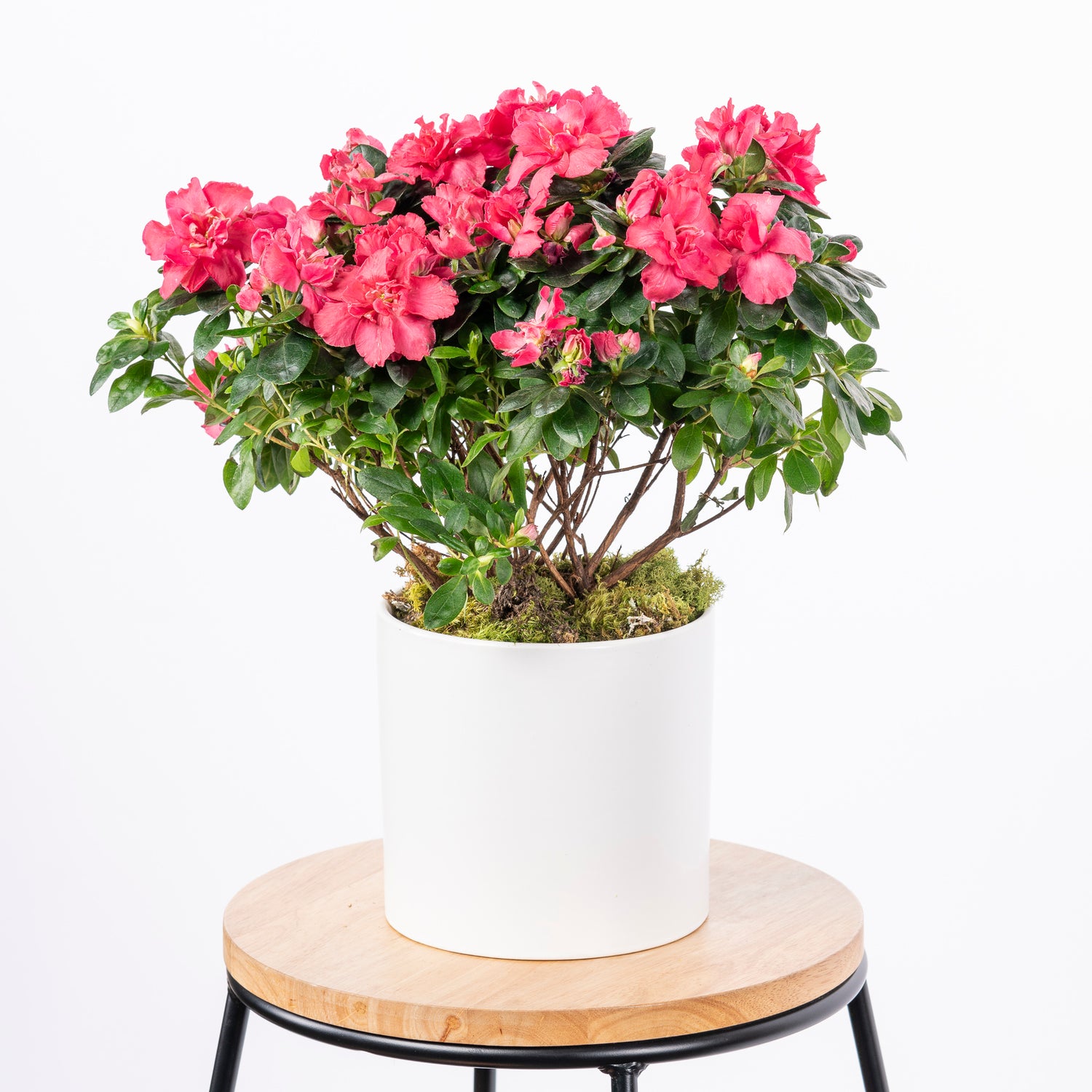 The pink Azalea house plant is a vibrant and charming addition to any home, with its lush green leaves and clusters of bright pink blossoms. Its cheerful pink flowers symbolize abundance, love, and passion, making it a perfect choice for special occasions or simply to bring a touch of joy into everyday life. Atlanta flower delivery