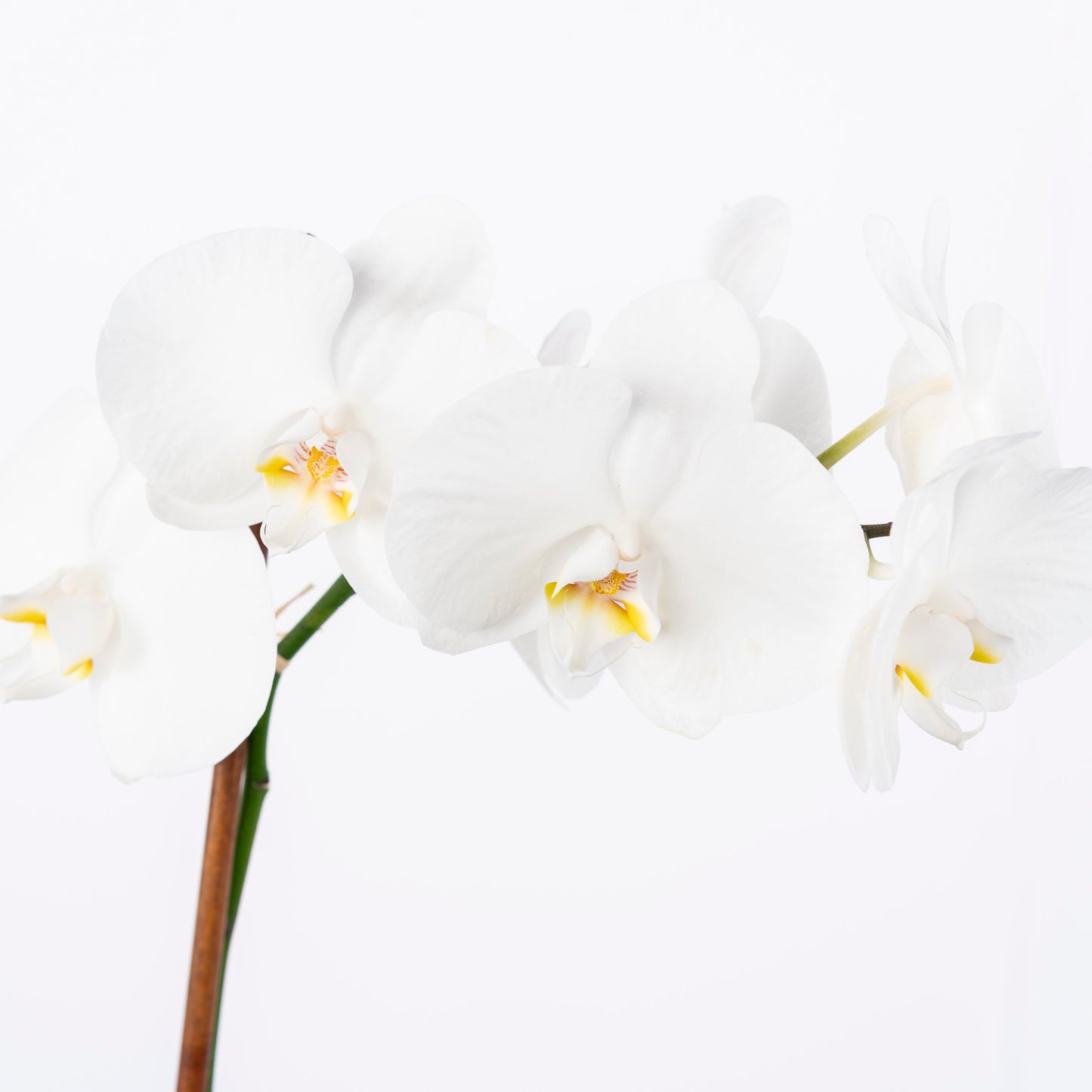 In addition to its aesthetic appeal, the double white orchid is known for its air-purifying qualities, making it a beautiful and functional addition to your surroundings. Its low-maintenance nature makes it a practical choice for both seasoned plant lovers and beginners. Atlanta flower delivery.